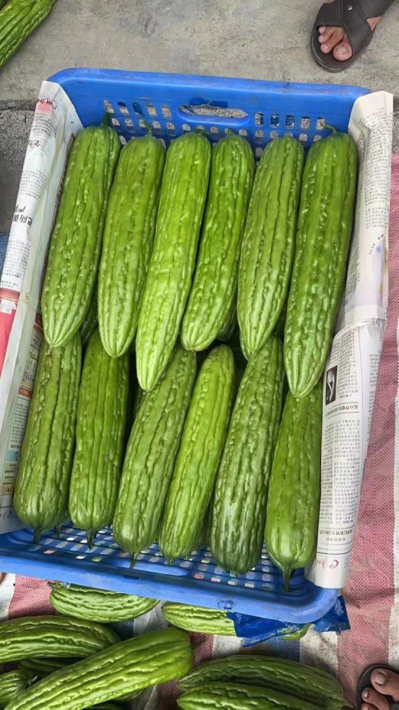 【精品】白油苦瓜新苗大量上市，产地一手货源，需要来电