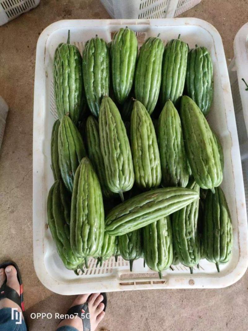 【精品】白油苦瓜新苗大量上市，产地一手货源，需要来电