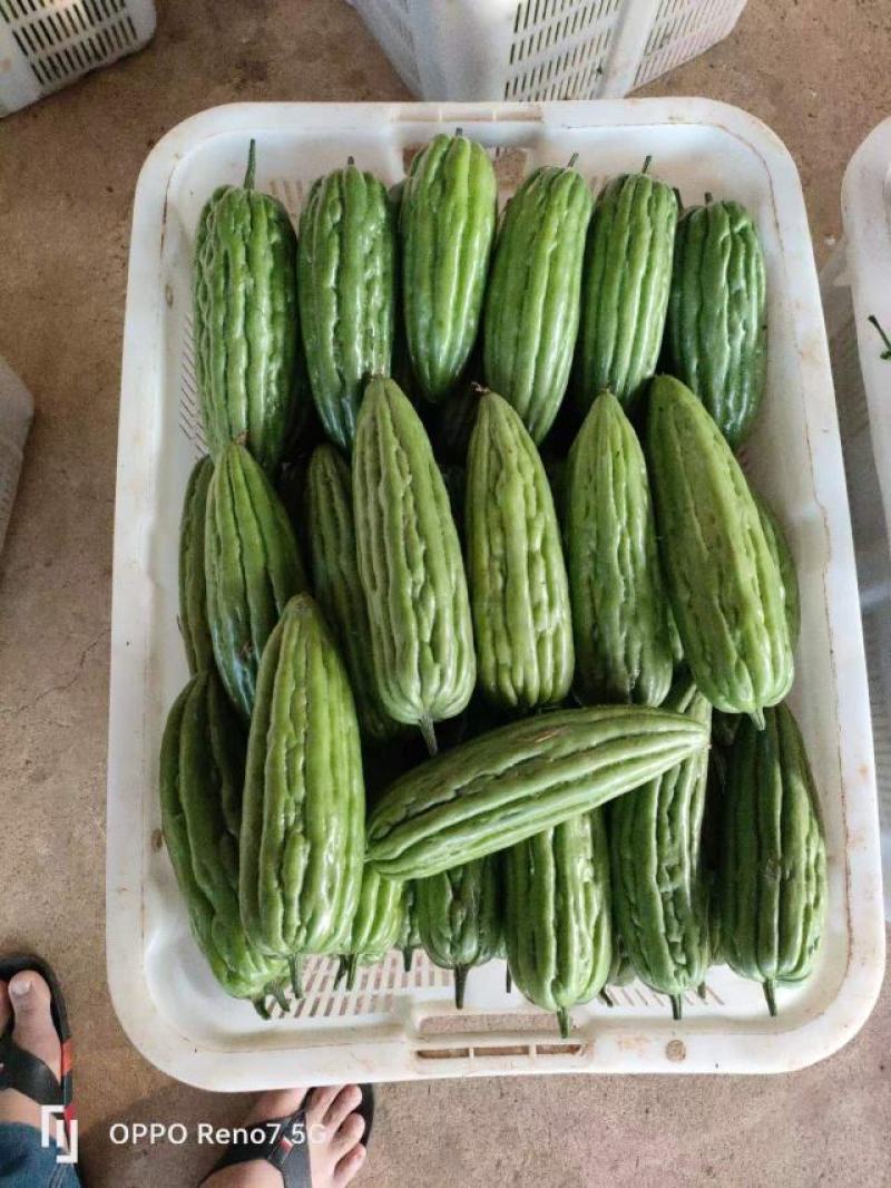 【精品】白油苦瓜新苗大量上市，产地一手货源，需要来电
