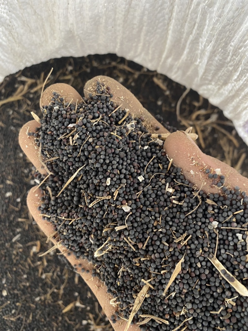 油菜仔