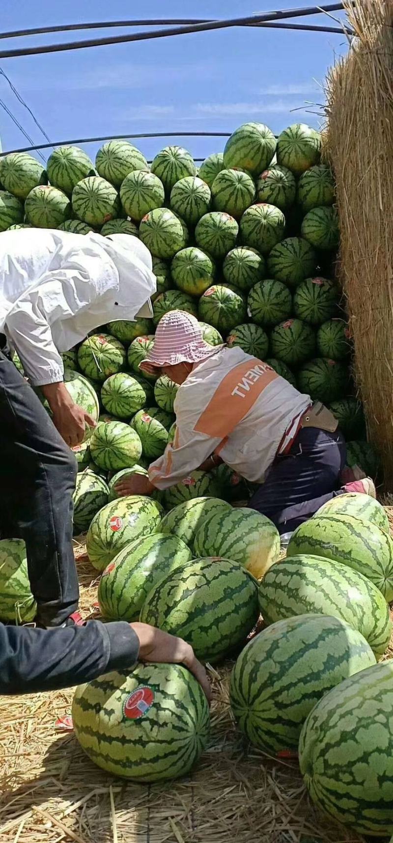 【实力】精品甜王西瓜头茬包熟包甜果型饱满支持全国