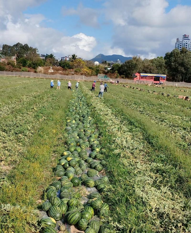 【实力】精品甜王西瓜头茬包熟包甜果型饱满支持全国