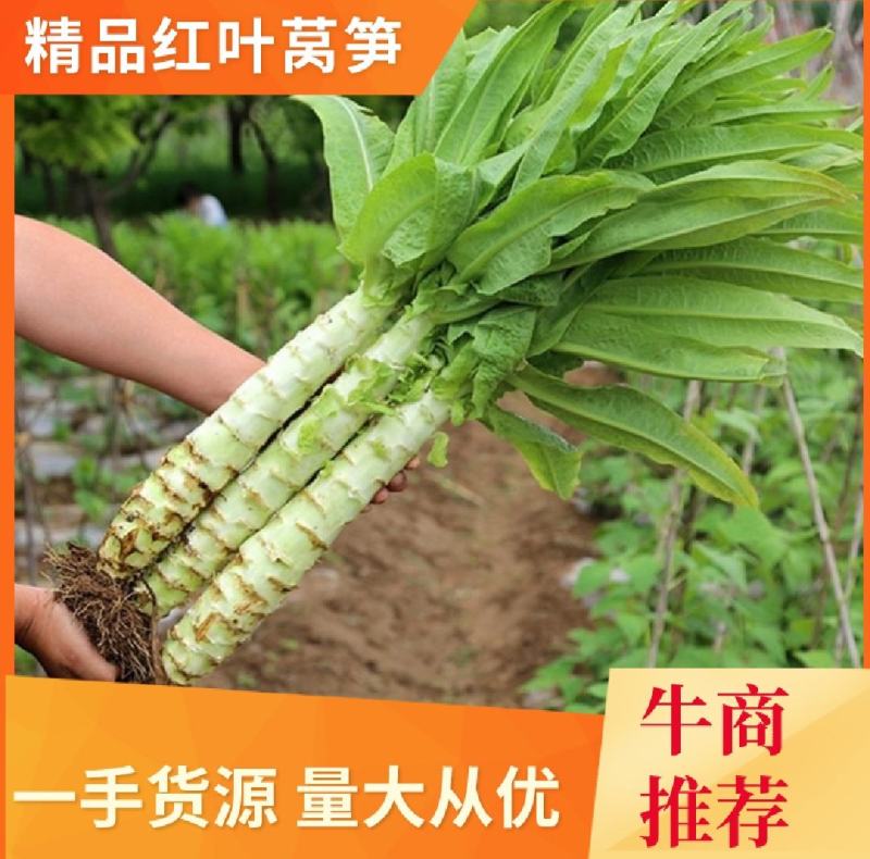 江苏精品红叶莴苣产地直接发货，品质保证，欢迎电联