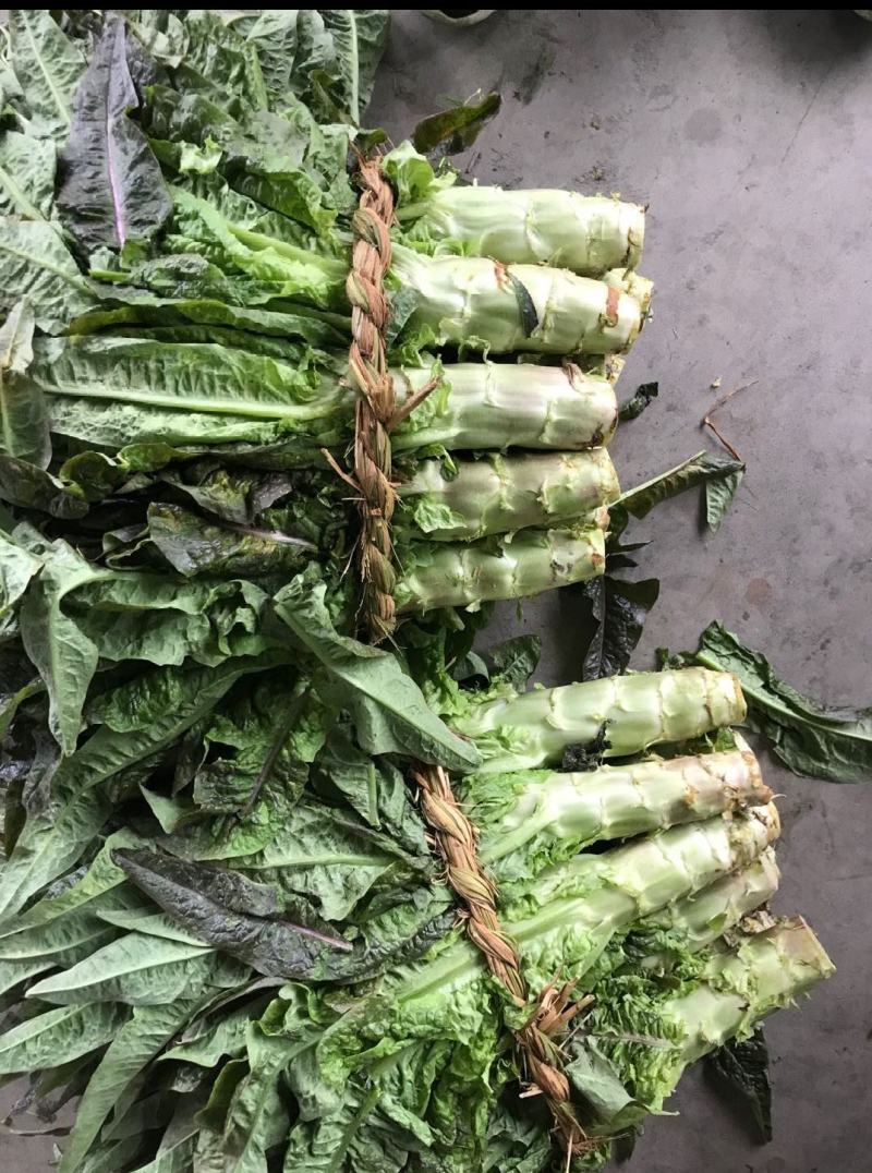 江苏精品红叶莴苣产地直接发货，品质保证，欢迎电联