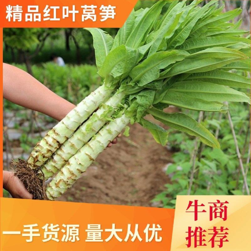 江苏精品红叶莴苣产地直接发货，品质保证，欢迎电联