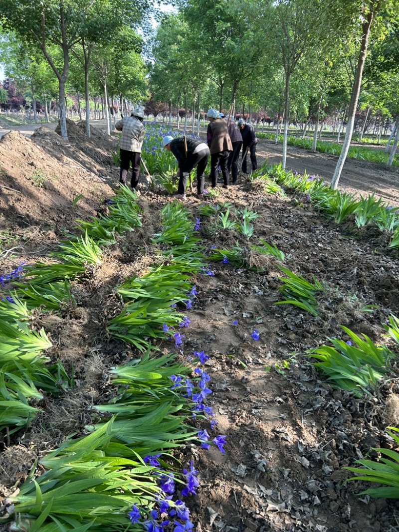 兰花鸢尾