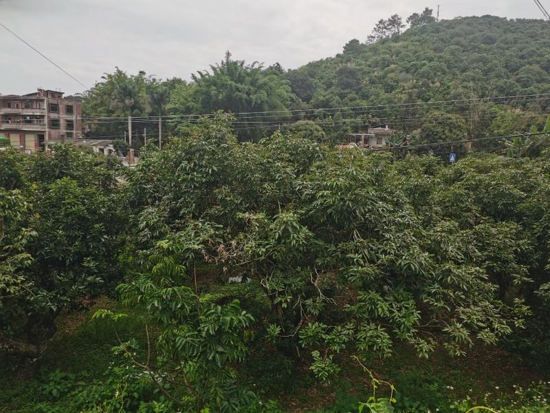 荔枝，龙眼