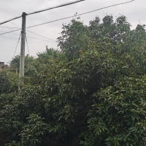 荔枝，龙眼