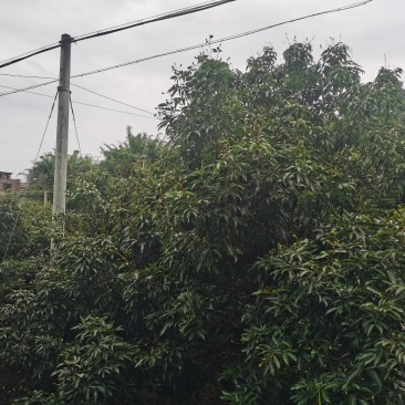 荔枝，龙眼