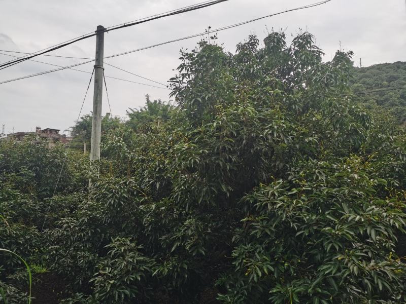 荔枝，龙眼