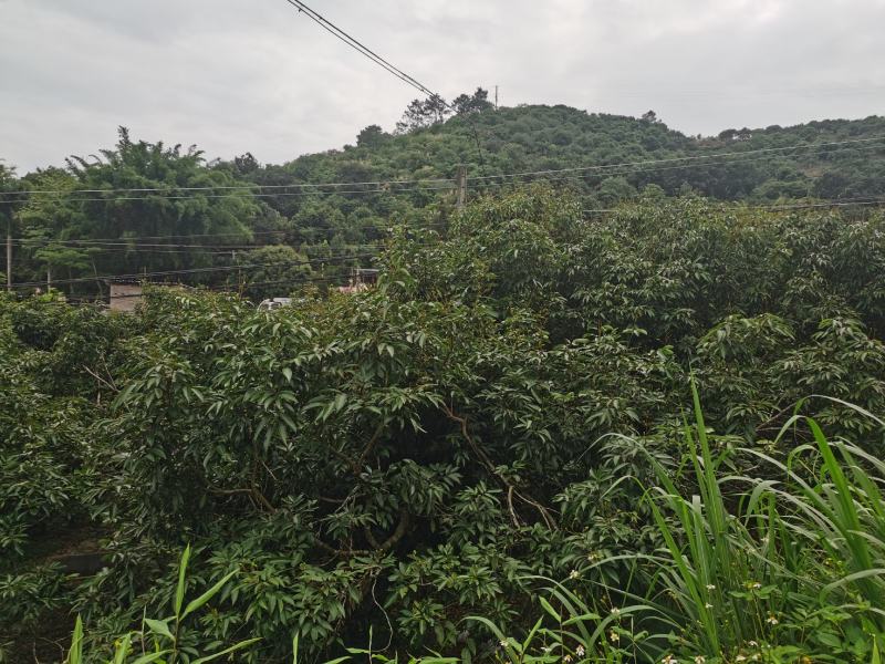 荔枝，龙眼