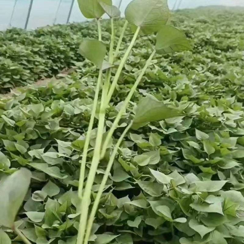 【推荐】山东济薯26，大量上市，产地直发，欢迎咨询