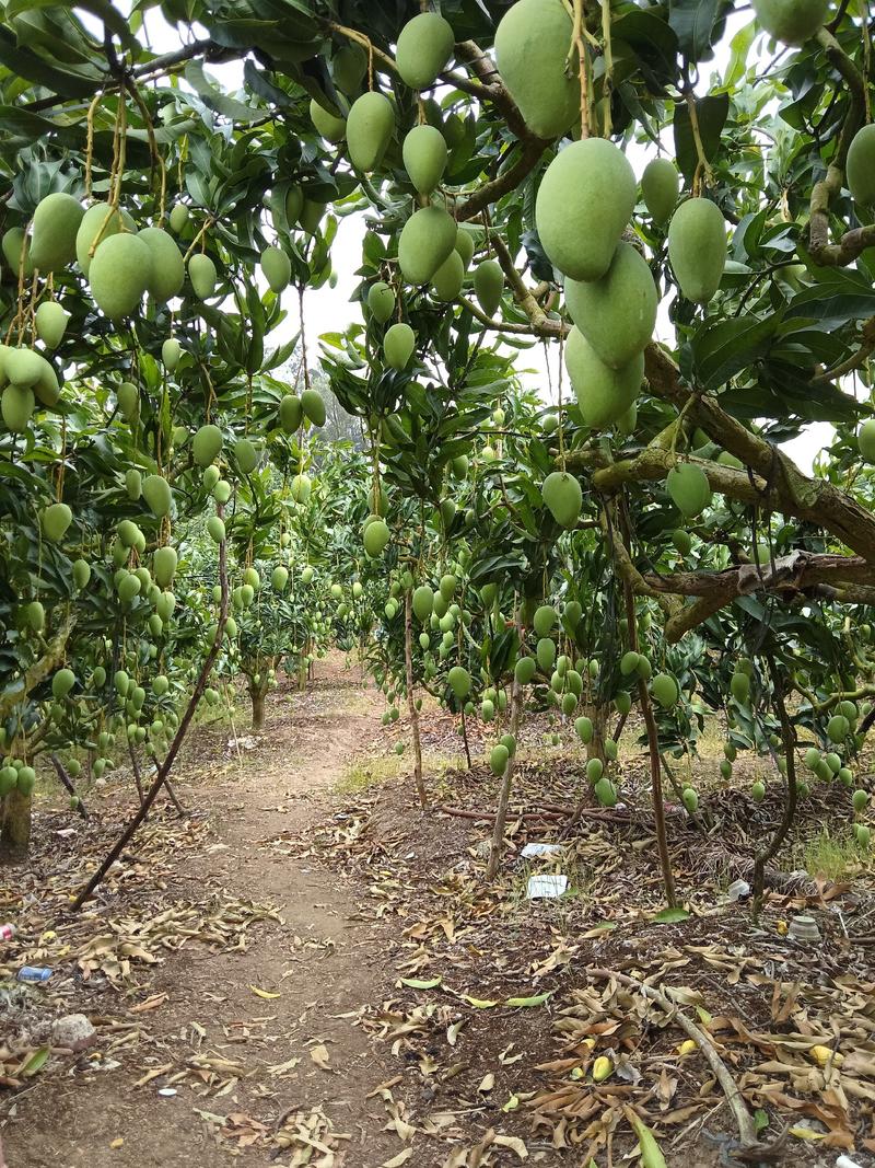 海南台农芒果，产地直供量大从优欢迎来电咨询订购
