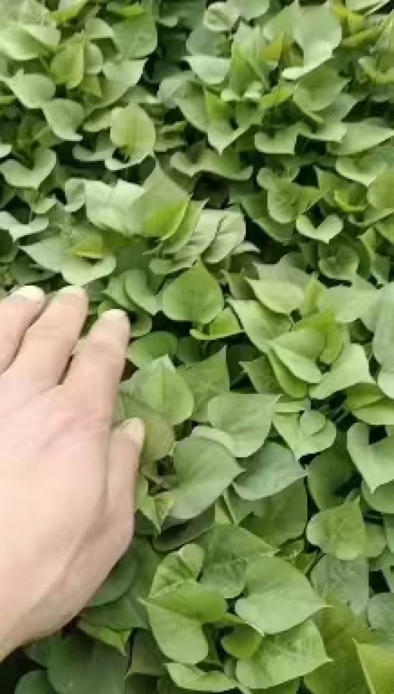 【推荐】山东济薯26，大量上市，产地直发，欢迎咨询