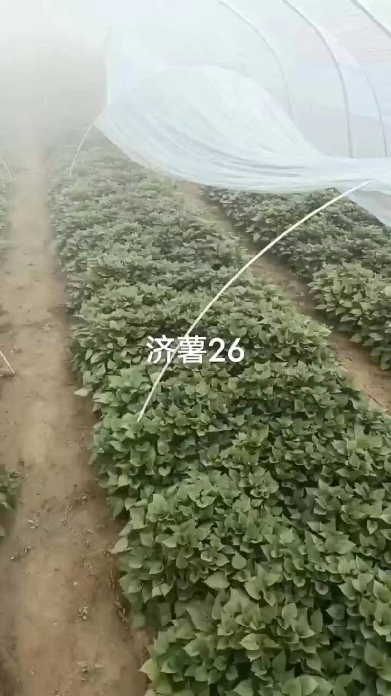 【推荐】山东济薯26，大量上市，产地直发，欢迎咨询