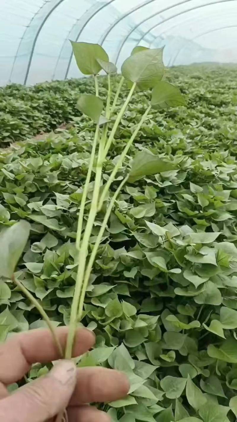 【推荐】山东济薯26，大量上市，产地直发，欢迎咨询