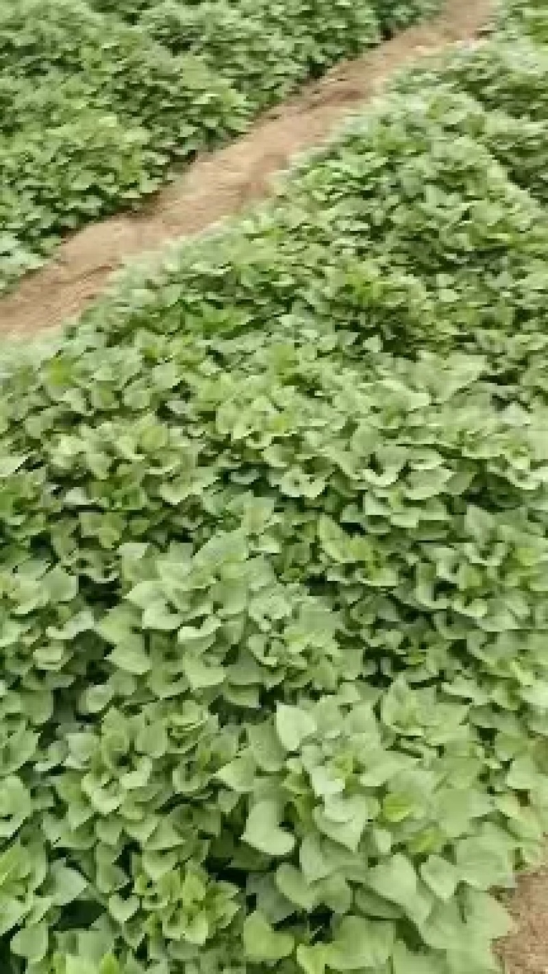 【推荐】山东济薯26，大量上市，产地直发，欢迎咨询