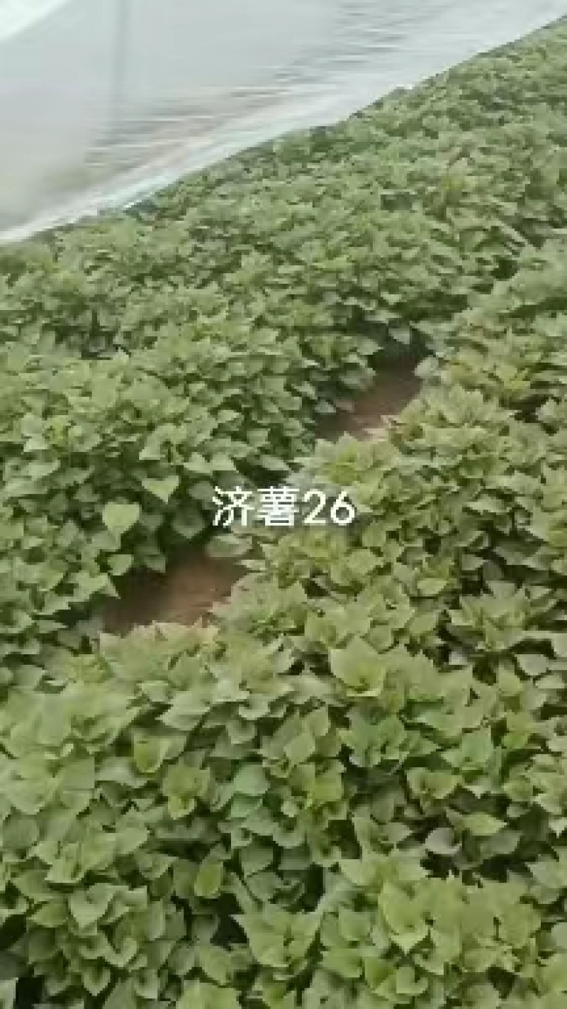 【推荐】山东济薯26，大量上市，产地直发，欢迎咨询