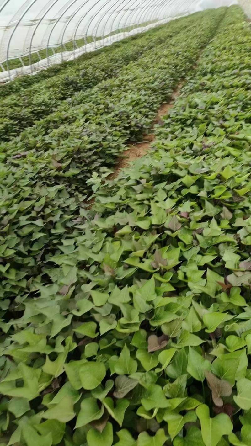 【推荐】西瓜红红薯苗25cm，保质保量，产地直发