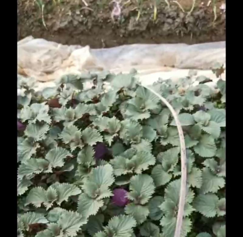 紫苏苗