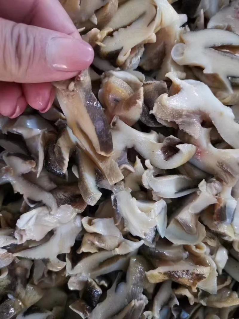螺肉切片玉螺肉切片海螺切片深海贝类猫眼螺切片香螺