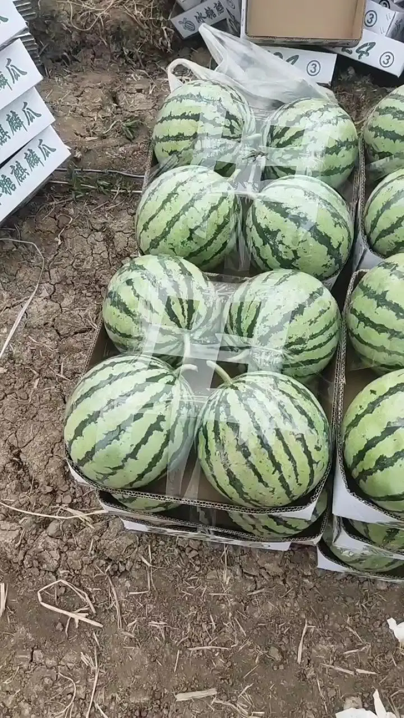 【荐】美都无籽西瓜大量上市了，需要的老板可以提前预定