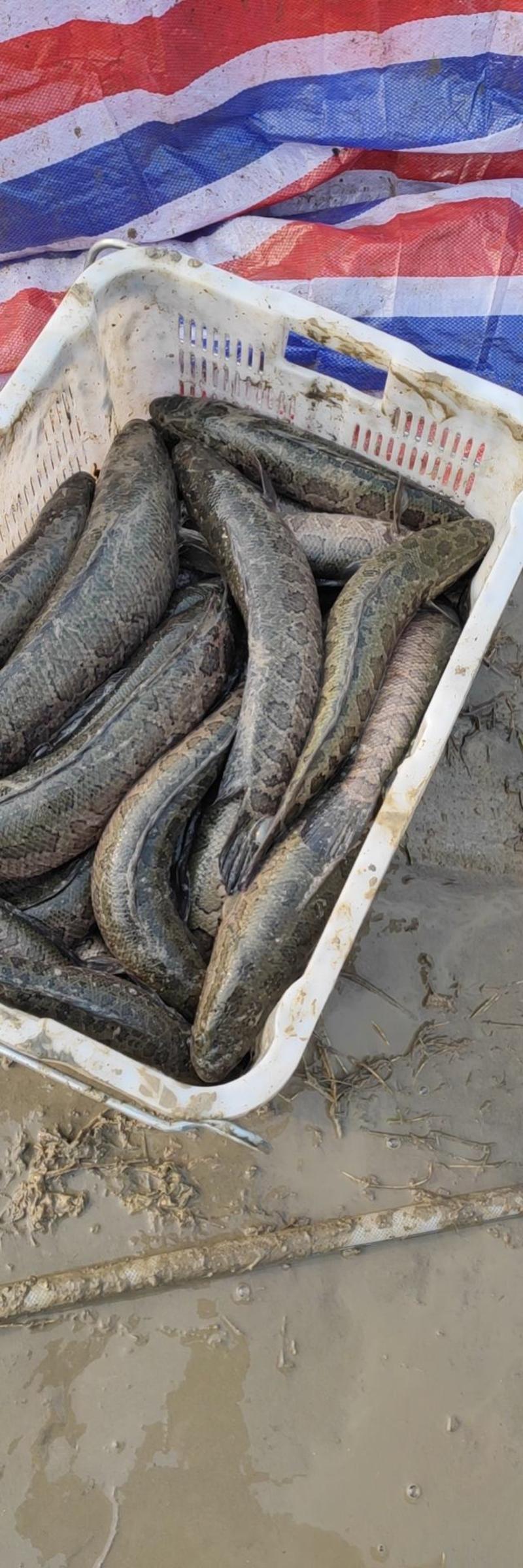 安徽黑鱼鲜活捕捞营养价值高基地直发品质保证欢迎咨询