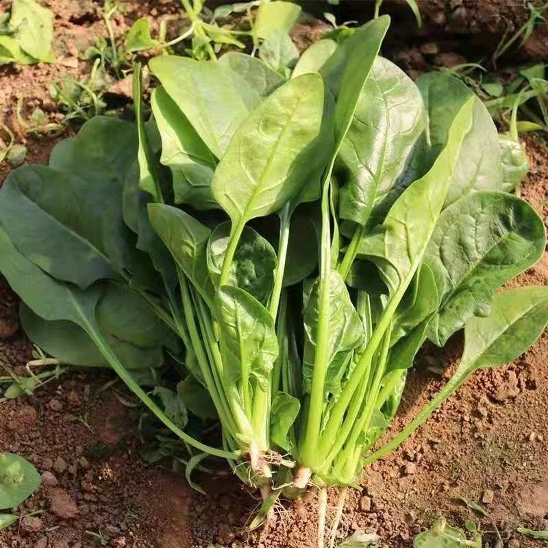 河南长杆菠菜精品菠菜蔬菜基地发货量大从优欢迎电联