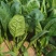 河南长杆菠菜精品菠菜蔬菜基地发货量大从优欢迎电联