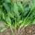 河南长杆菠菜精品菠菜蔬菜基地发货量大从优欢迎电联