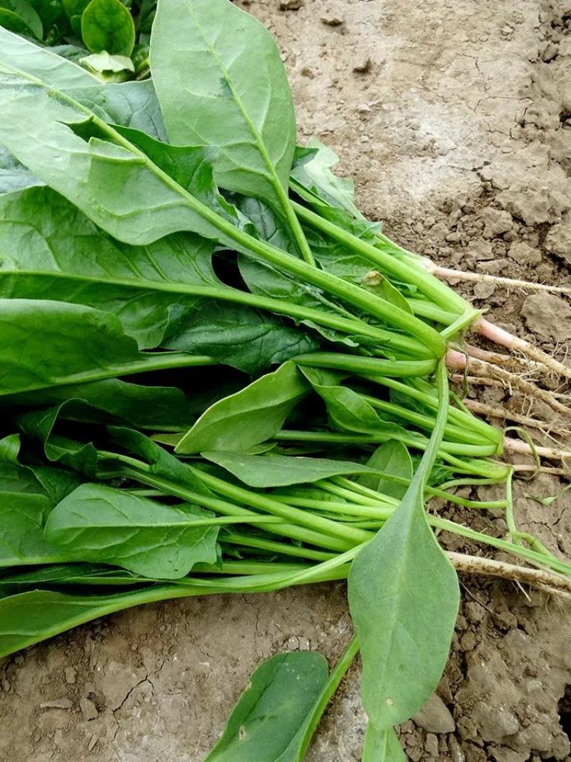 河南长杆菠菜精品菠菜蔬菜基地发货量大从优欢迎电联
