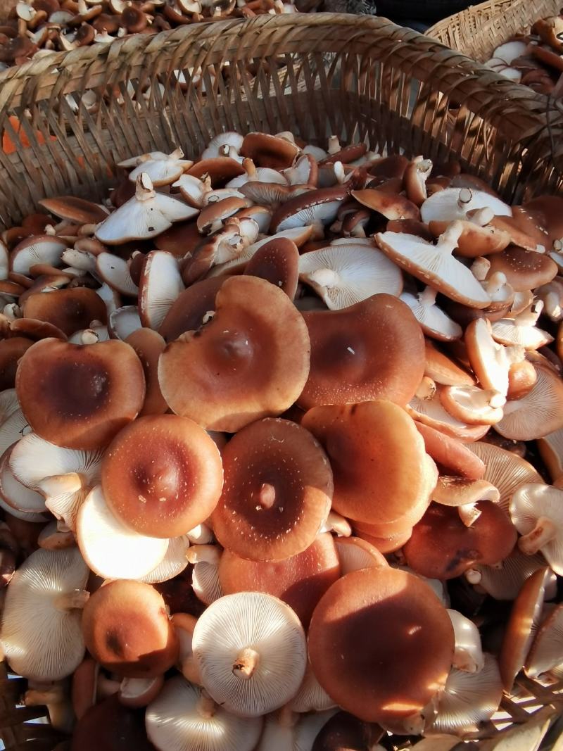 香菌，马桑菌