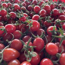 山东青岛自家种植釜山88玲珑小番茄甜度高硬度好提供各种包装