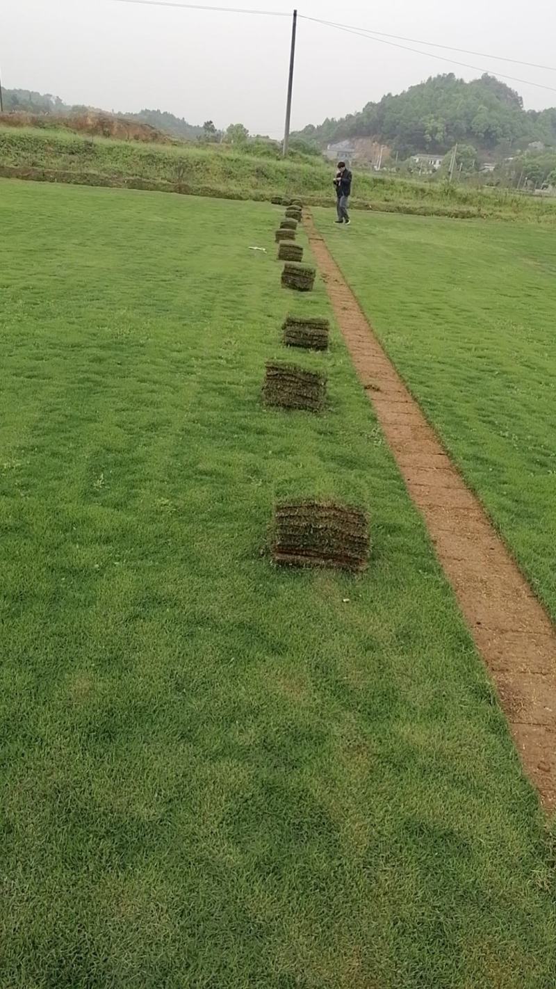 大量供应优质马尼拉