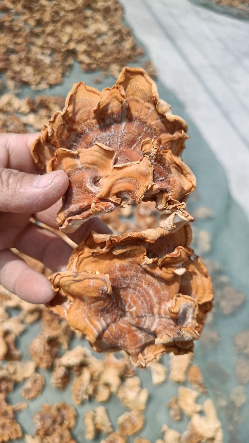 榆耳干榆耳干榆耳好榆耳精品特色榆耳