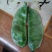 韭苔大量上市