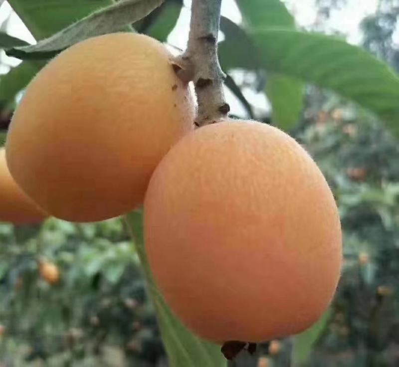 巴阳大5星大量上市了