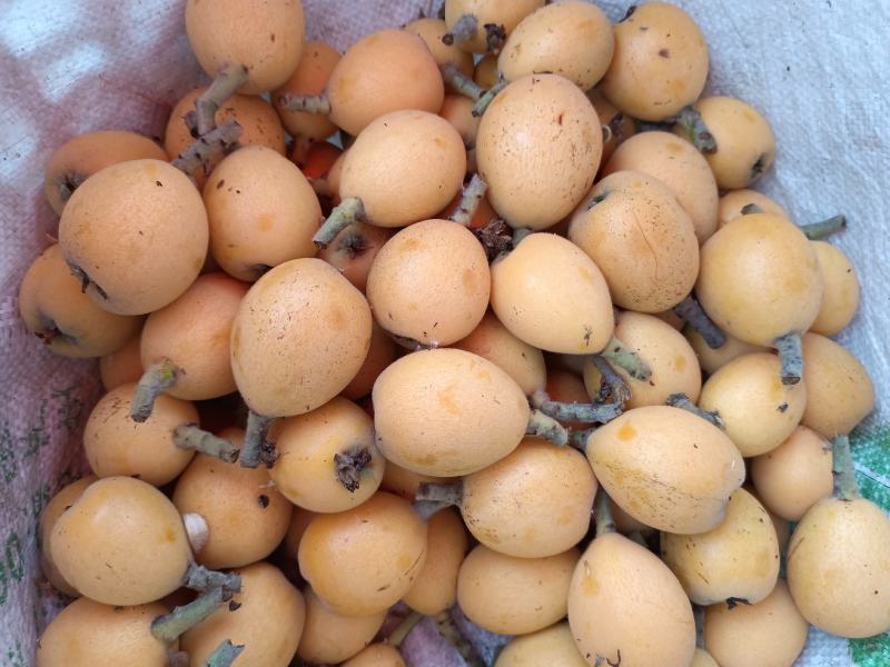 巴阳大5星大量上市了