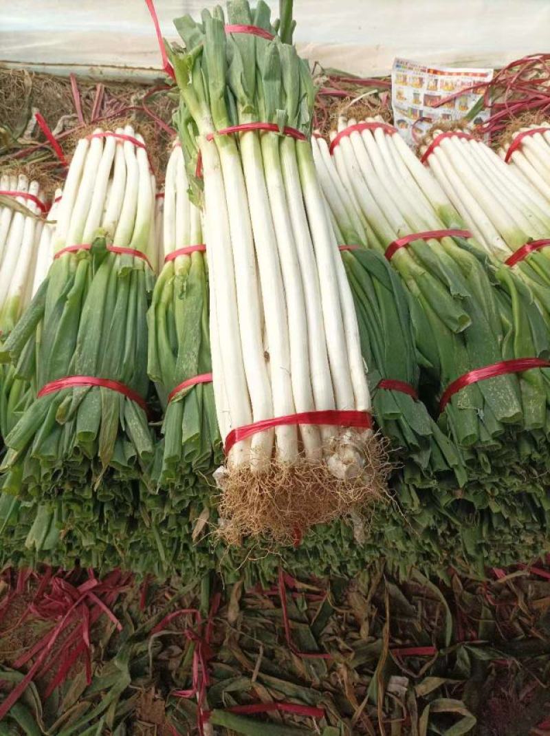 新野钢葱大葱，大量有货产地发货，欢迎咨询，实地看货。