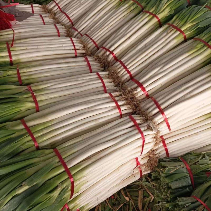 新野钢葱大葱，大量有货产地发货，欢迎咨询，实地看货。