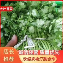 江苏大叶香菜产地直发支持视频看产地看货量大从优
