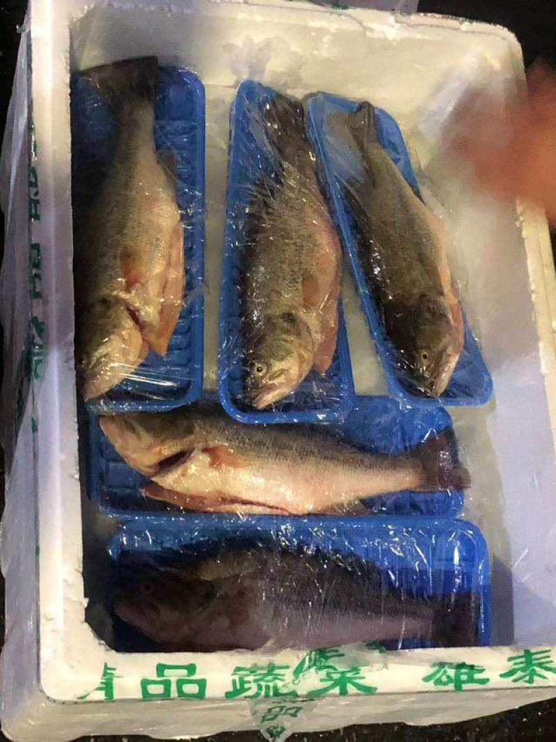 鲜活三去鲈鱼！欢迎下单订购