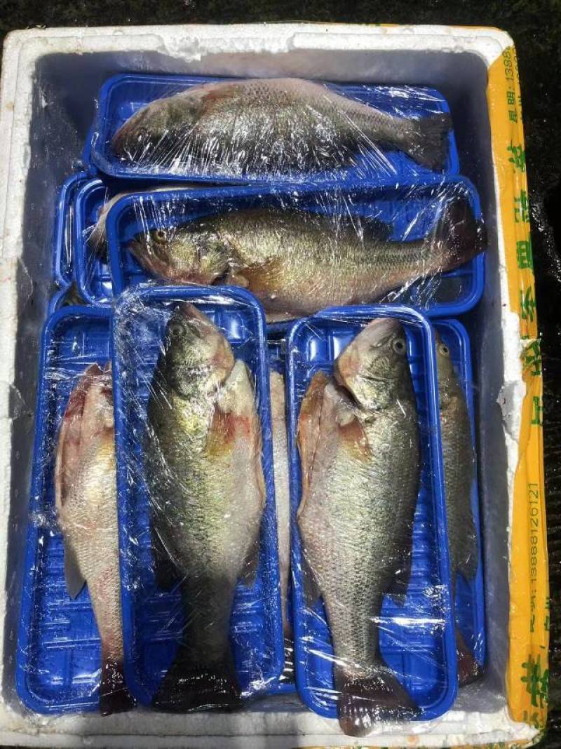 鲜活三去鲈鱼！欢迎下单订购