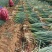 新野大葱钢葱大量有货，实地代办，欢迎采购商随时咨询。