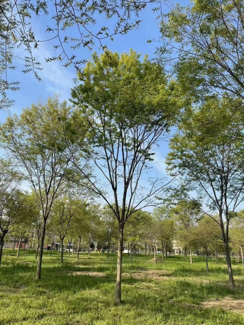 榉树