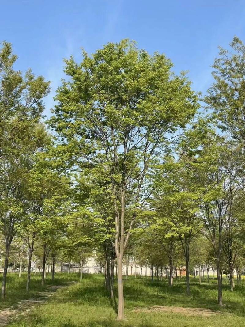 榉树