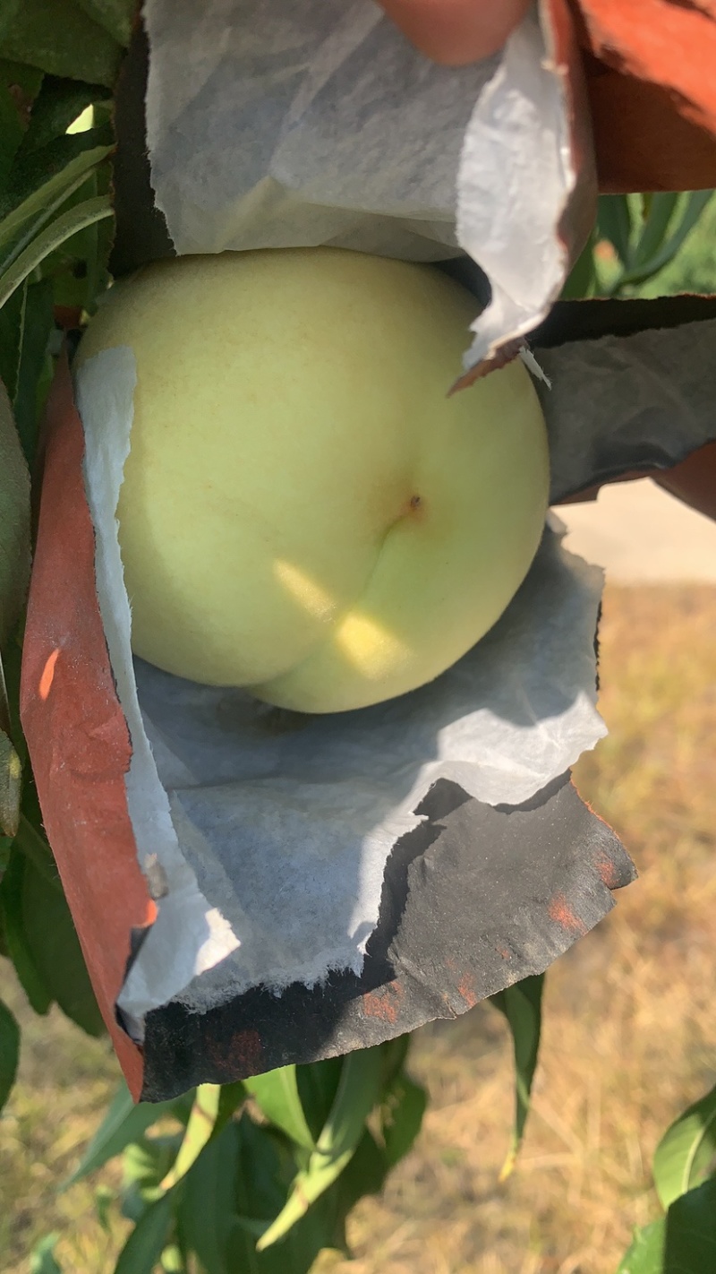 新沂水蜜桃白桃白凤突围全系列品种专业代办