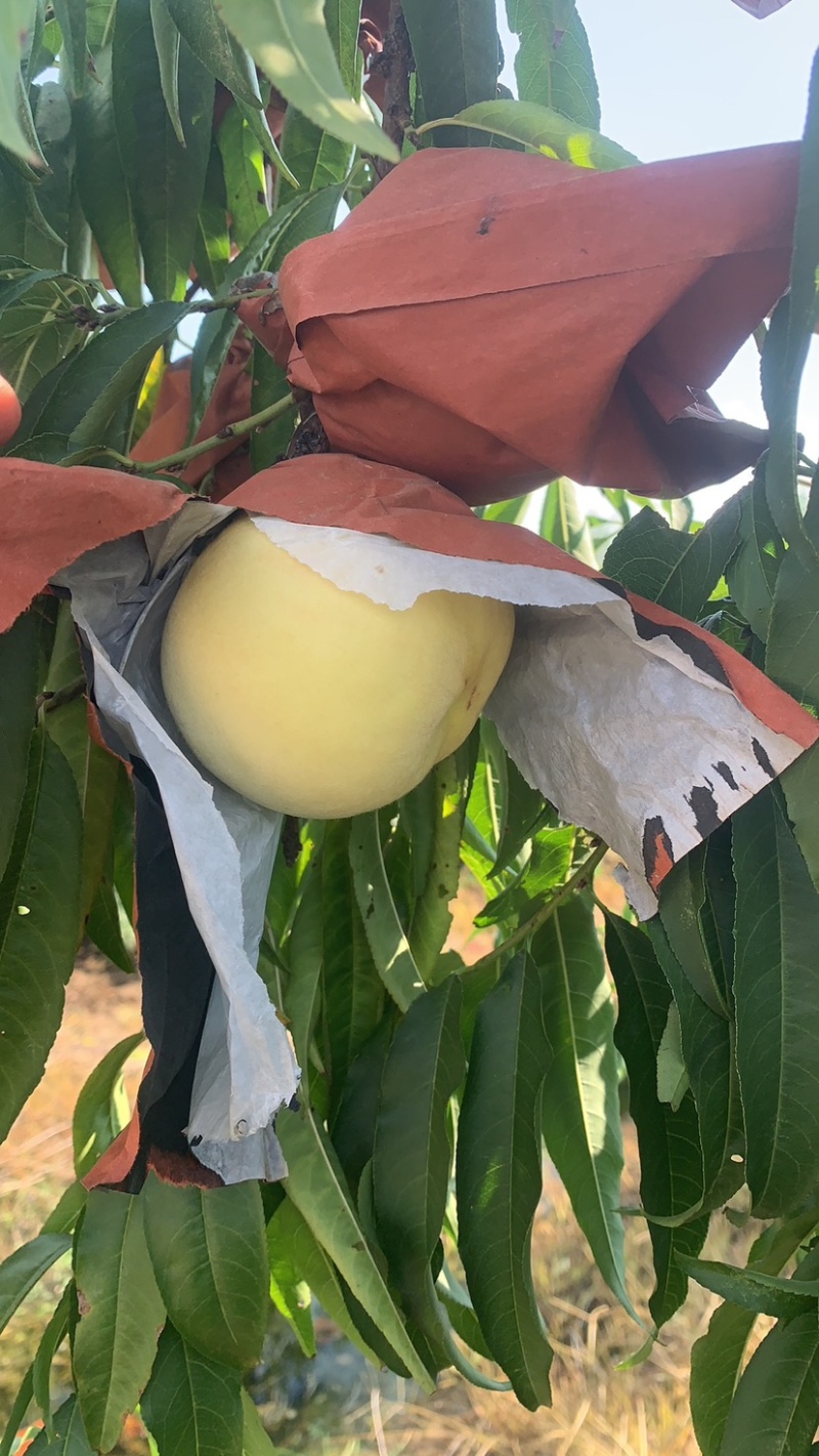 新沂水蜜桃白桃白凤突围全系列品种专业代办