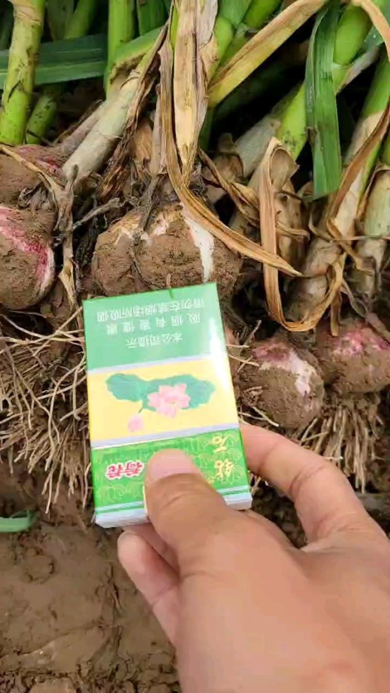 河南把子蒜太空蒜，个头大，产地发价格低质量好发全国