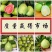 广西红心、白心芭乐番石榴脆甜可口、大量现货供应全国代发